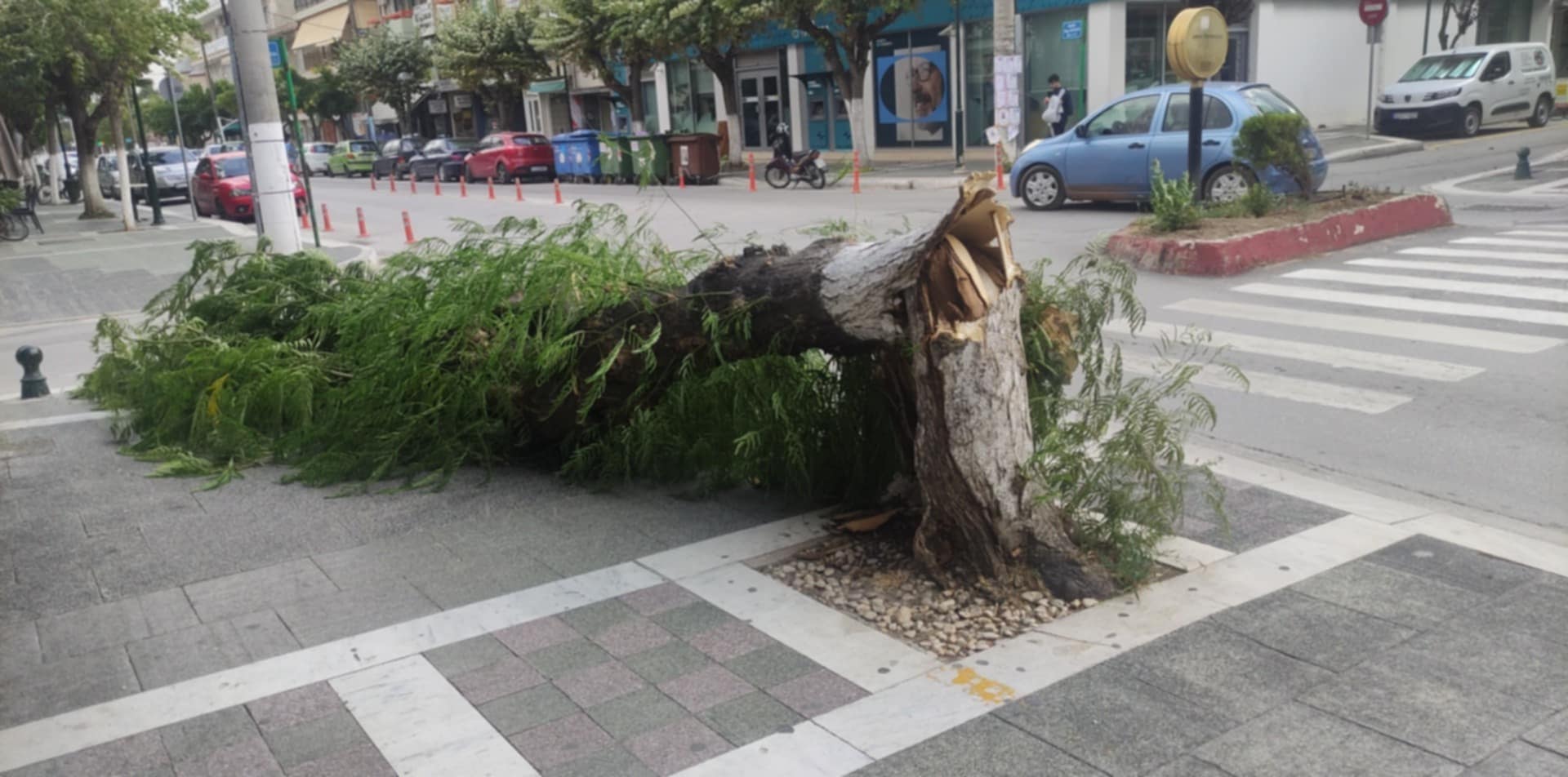 ΣΥΜΒΑΙΝΕΙ ΤΩΡΑ: Ισχυροί άνεμοι προκάλεσαν την πτώση δέντρου σε κεντρικό σημείο της πόλης 